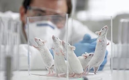ratones clonados 2